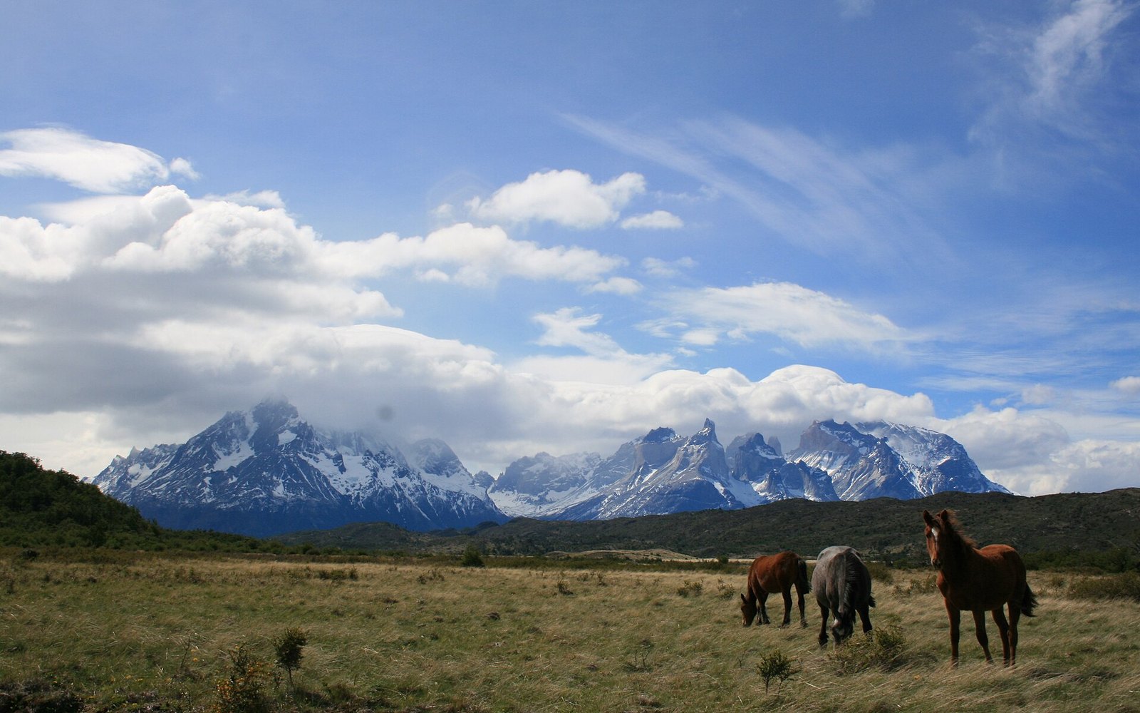 Horses before the Cuernos del Paine, Torres del Paine National Park, Chile
